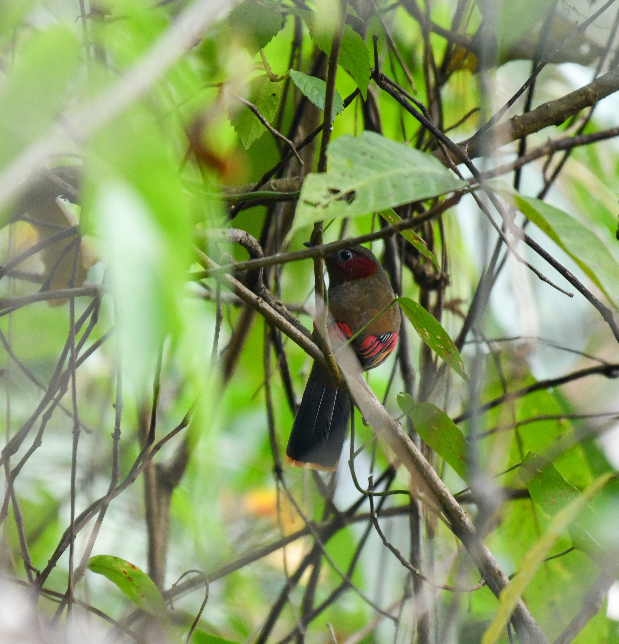 Red-faced Liocichla (Liocichla phoenicea), photo 2