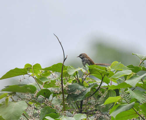 Rufous-crowned Prinia (Prinia khasiana), photo 7