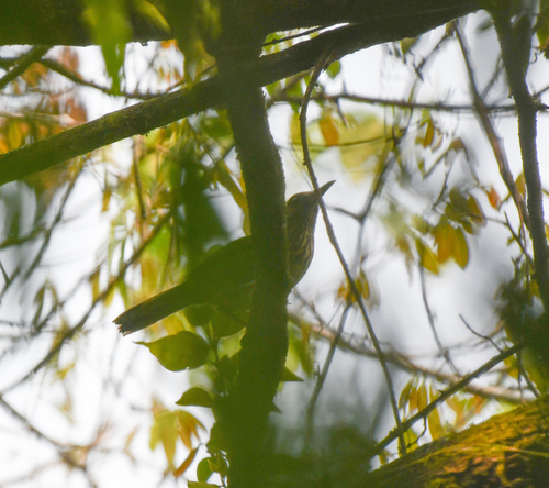 Spot-breasted Laughingthrush (Garrulax merulinus), photo 3