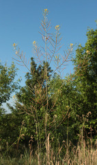 Sisymbrium polymorphum