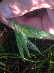 Dichanthelium villosissimum