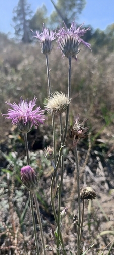 Image of Jurinea cyanoides by no rights reserved