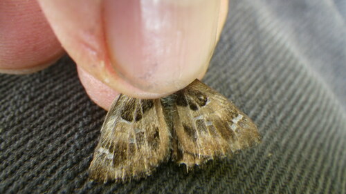 Carcharodus alceae alceae