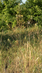 Sisymbrium polymorphum