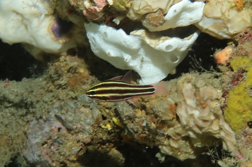 Blackbanded soldierfish (Ostorhinchus nigrofasciatus) — Apogonidae