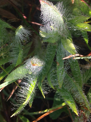Dichanthelium villosissimum
