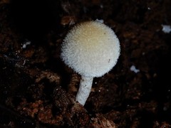 Tympanella galanthina