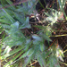 Dichanthelium villosissimum - Photo (c) Corey Lange, algunos derechos reservados (CC BY-NC), uploaded by Corey Lange