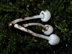 Tympanella galanthina