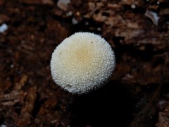 Tympanella galanthina