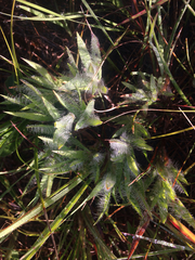 Dichanthelium villosissimum