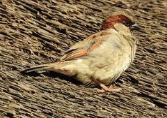 Passer domesticus