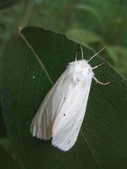 Spilosoma urticae