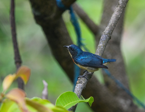Fire-breasted Flowerpecker (Dicaeum ignipectus), photo 10