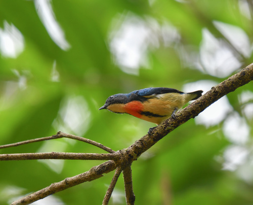 Fire-breasted Flowerpecker (Dicaeum ignipectus), photo 9