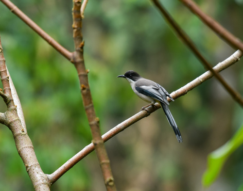 Grey Sibia (Heterophasia gracilis), photo 8
