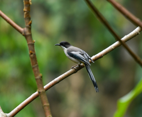 Grey Sibia (Heterophasia gracilis), photo 7