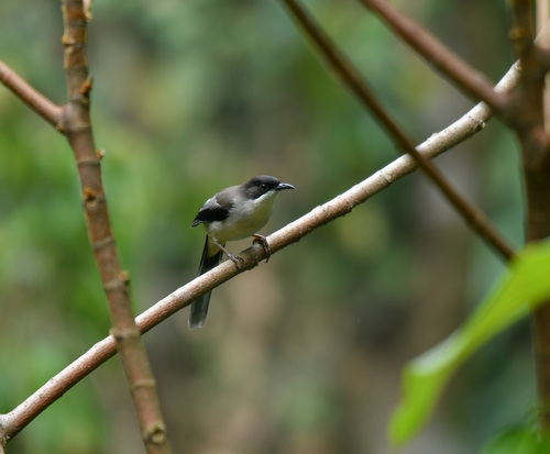 Grey Sibia (Heterophasia gracilis), photo 10