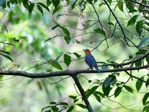 Orange-headed Thrush (Geokichla citrina), photo 7