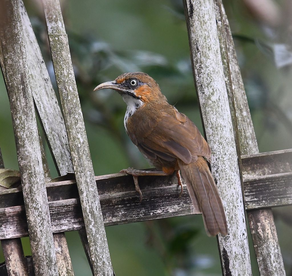 Spot-breasted Scimitar-Babbler (Erythrogenys mcclellandi) photo