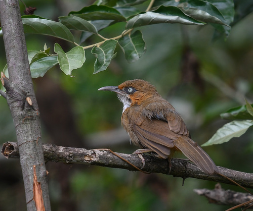 Spot-breasted Scimitar Babbler (Erythrogenys mcclellandi), photo 4