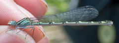 Coenagrion resolutum