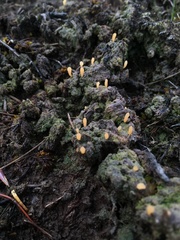 Multiclavula vernalis