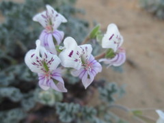 Pelargonium crassicaule