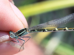 Coenagrion resolutum