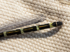 Coenagrion resolutum