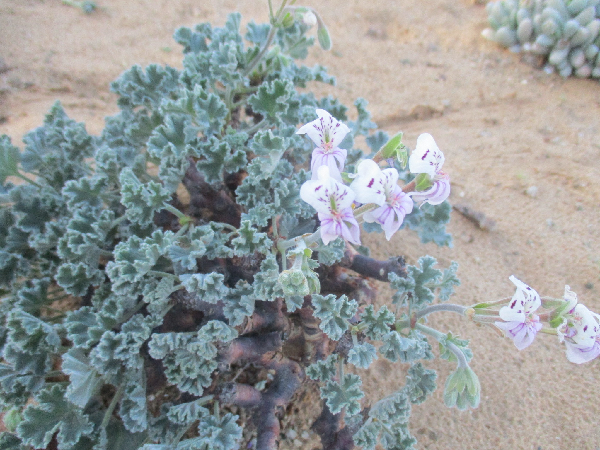 Pelargonium Crassicaule Lhér