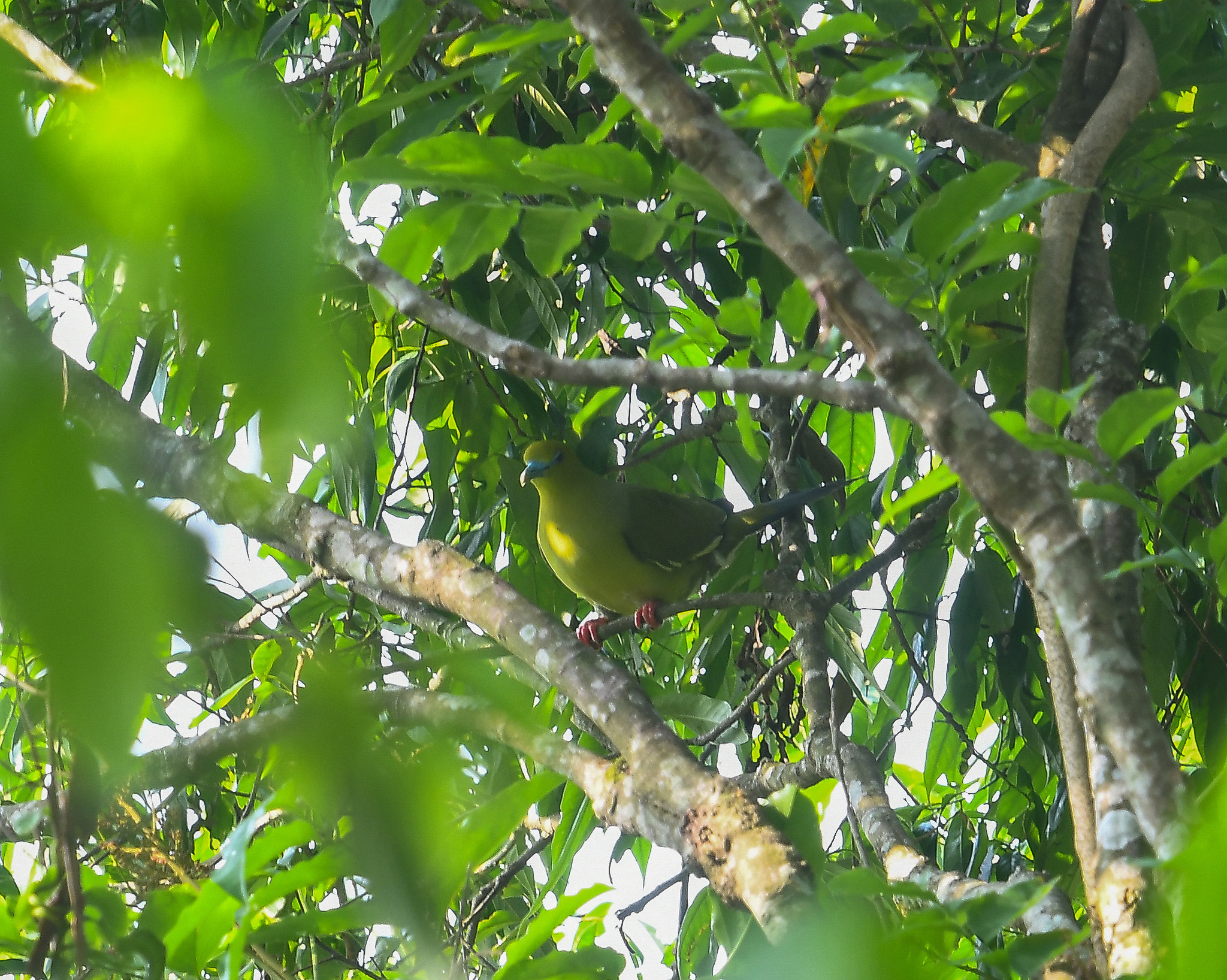 Pin-tailed Green-Pigeon illustration