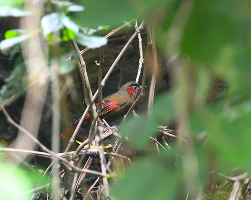 Red-faced Liocichla (Liocichla phoenicea), photo 6