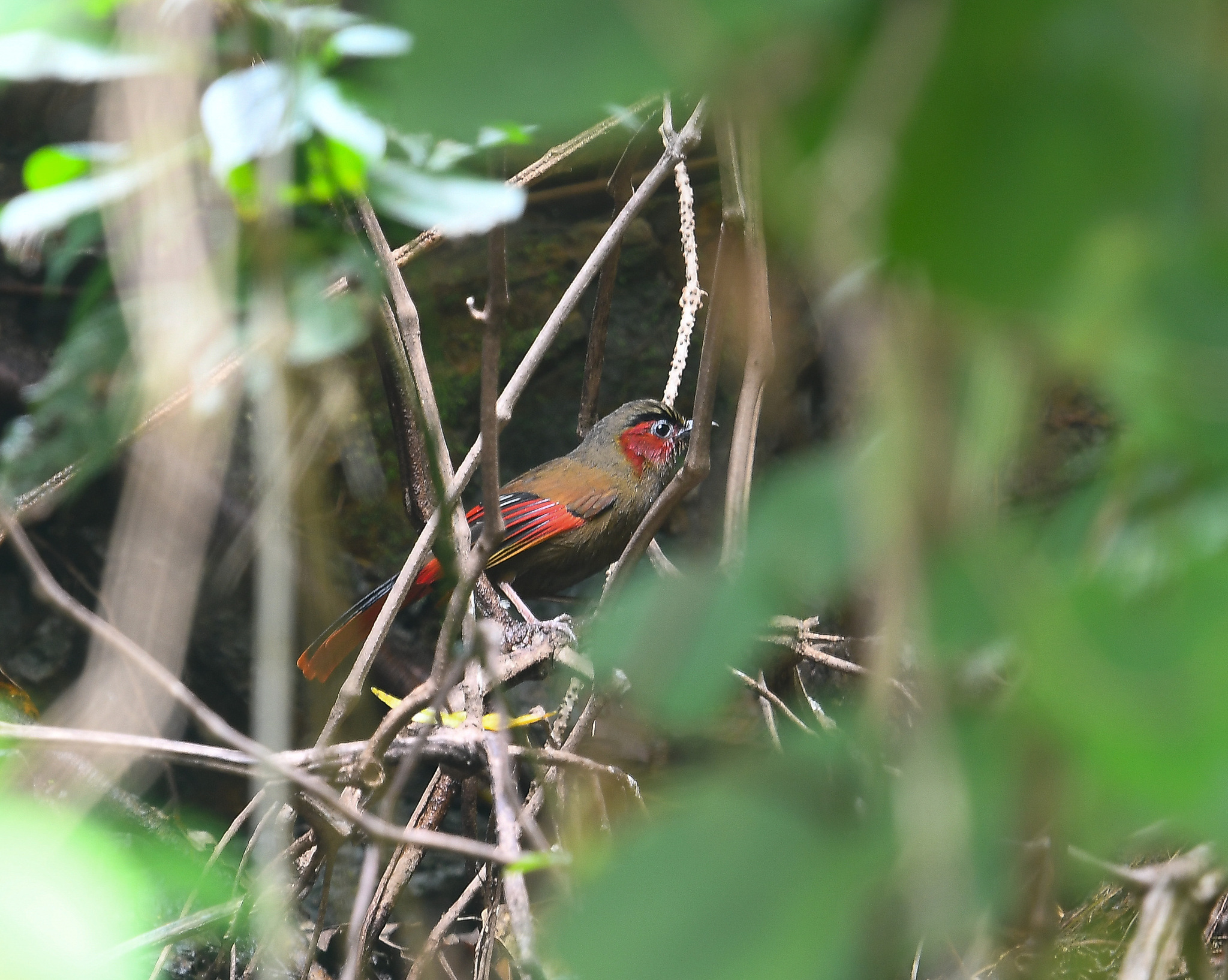 Red-faced Liocichla (Liocichla phoenicea), photo 3