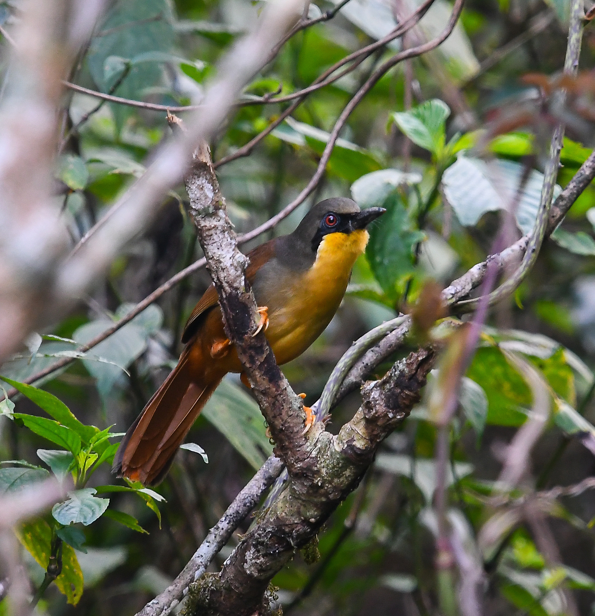Rufous-vented Laughingthrush illustration
