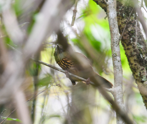 Spot-breasted Laughingthrush (Garrulax merulinus), photo 2
