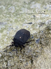 Cyclopelta obscura