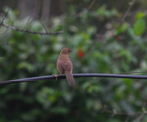 Spot-breasted Scimitar Babbler (Erythrogenys mcclellandi), photo 6