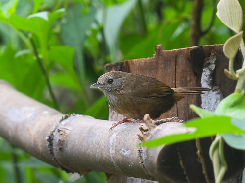 Spot-throated Babbler (Pellorneum albiventre)