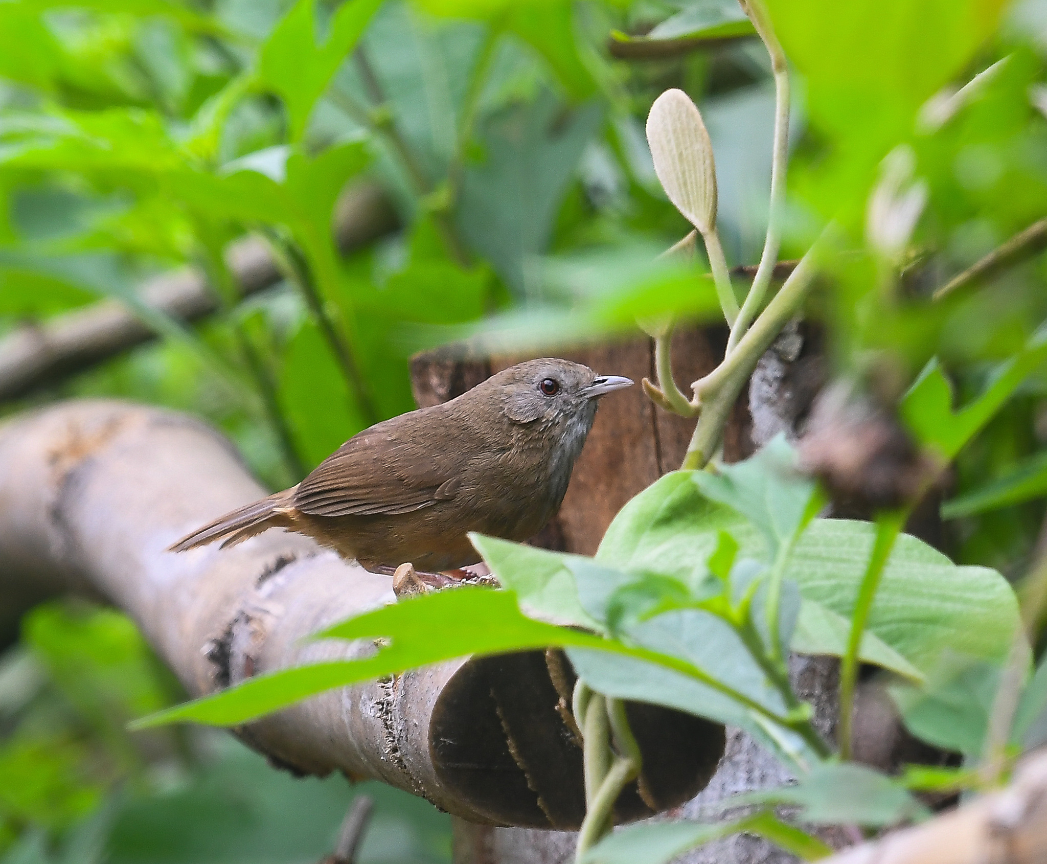 Spot-throated Babbler (Pellorneum albiventre), photo 2