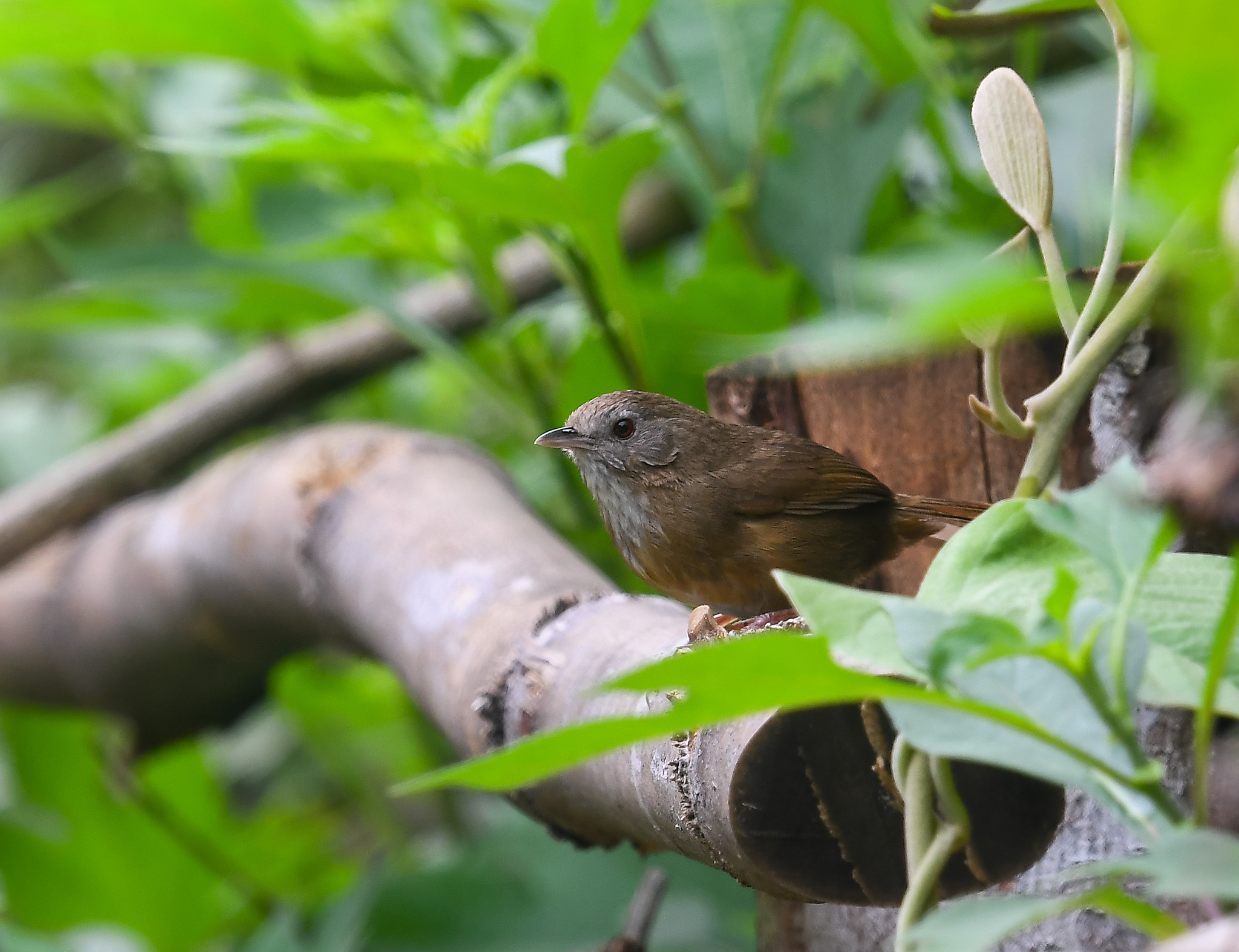 Spot-throated Babbler (Pellorneum albiventre), photo 3