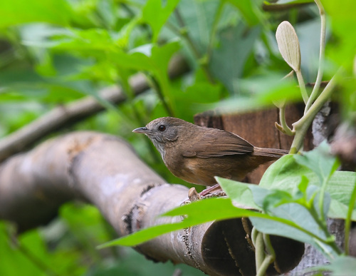 Spot-throated Babbler (Pellorneum albiventre), photo 7