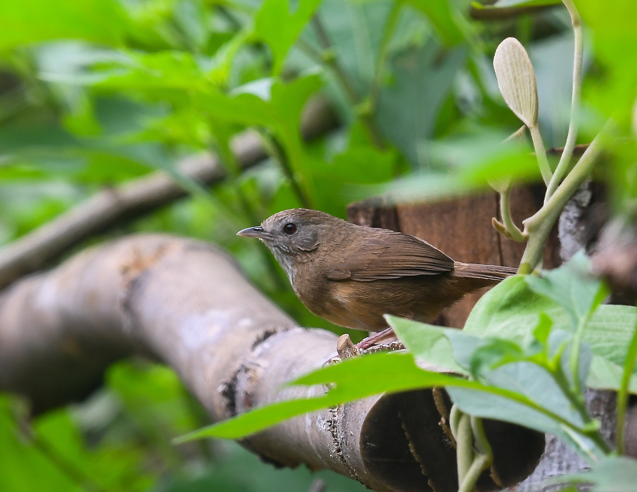 Spot-throated Babbler (Pellorneum albiventre), photo 4