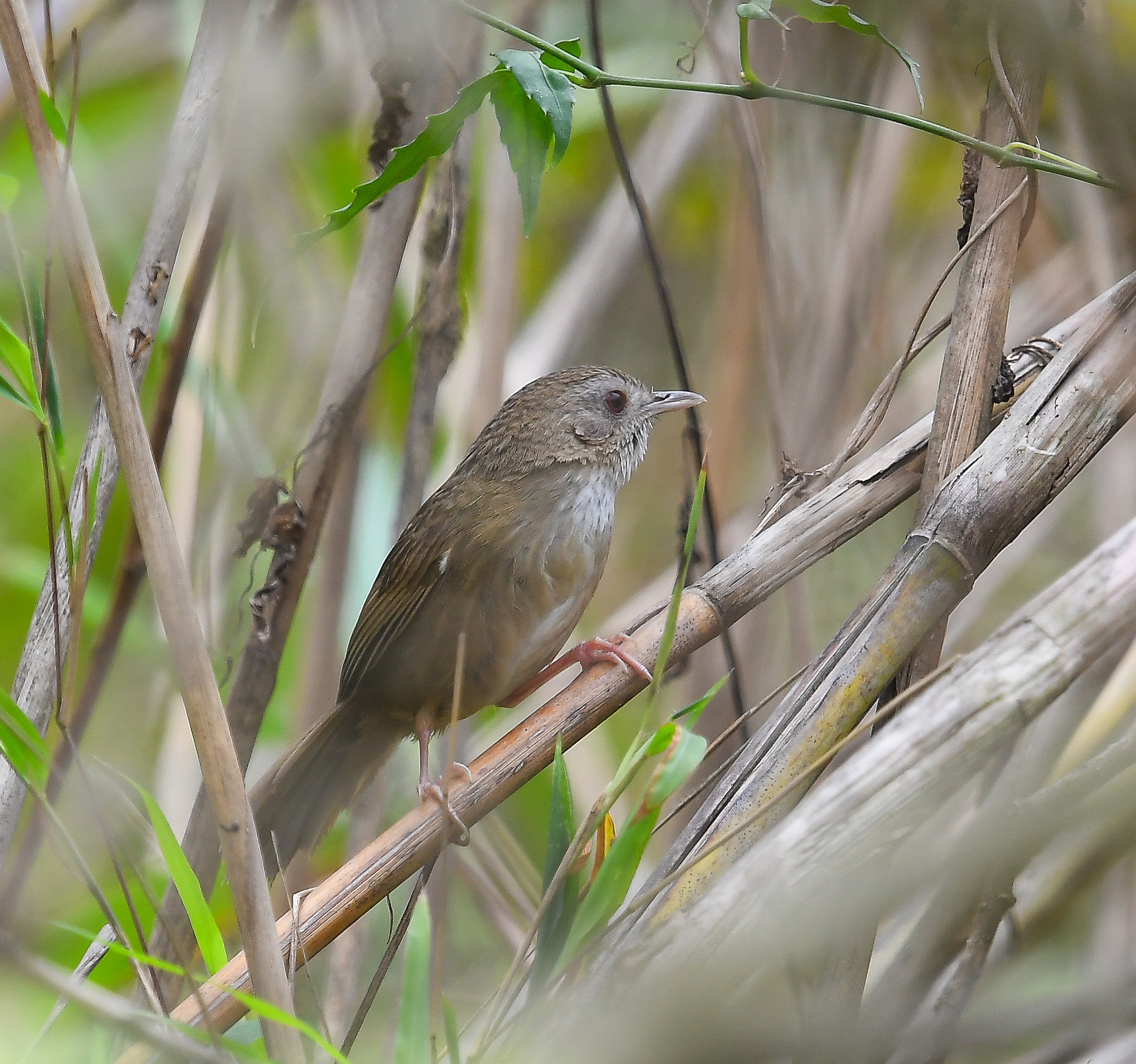 Spot-throated Babbler (Pellorneum albiventre), photo 5