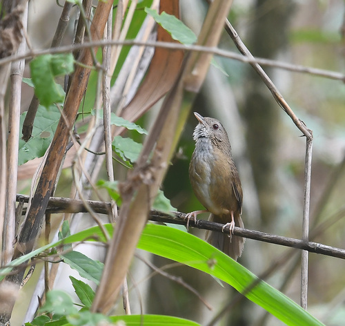 Spot-throated Babbler (Pellorneum albiventre), photo 9