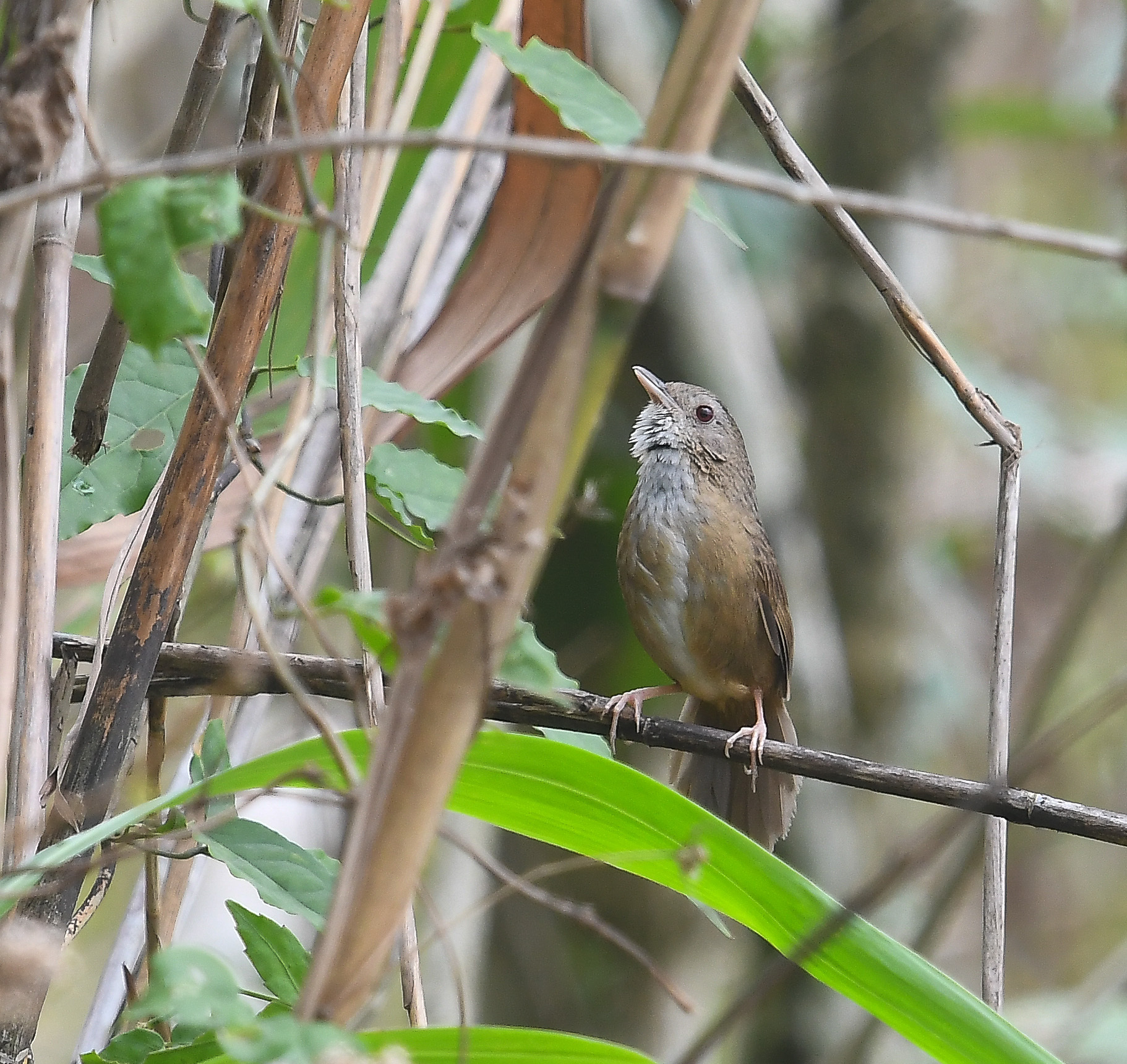 Spot-throated Babbler (Pellorneum albiventre), photo 6
