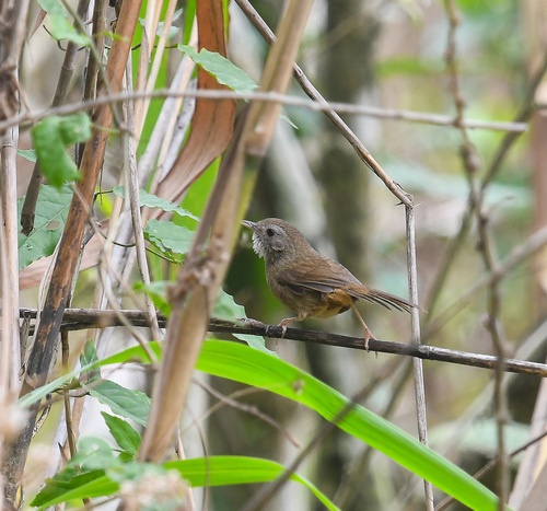 Spot-throated Babbler (Pellorneum albiventre), photo 10
