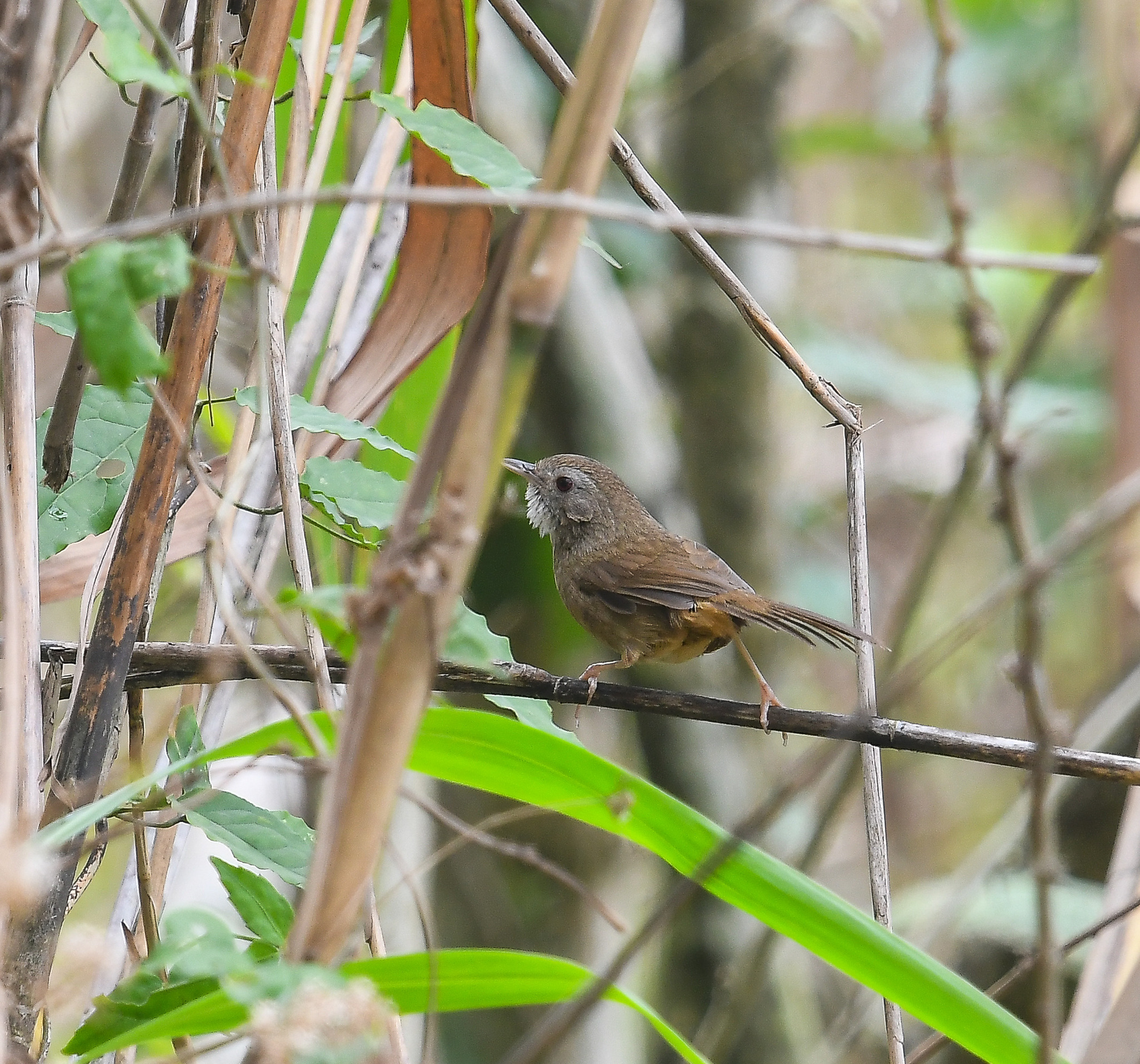 Spot-throated Babbler (Pellorneum albiventre), photo 7