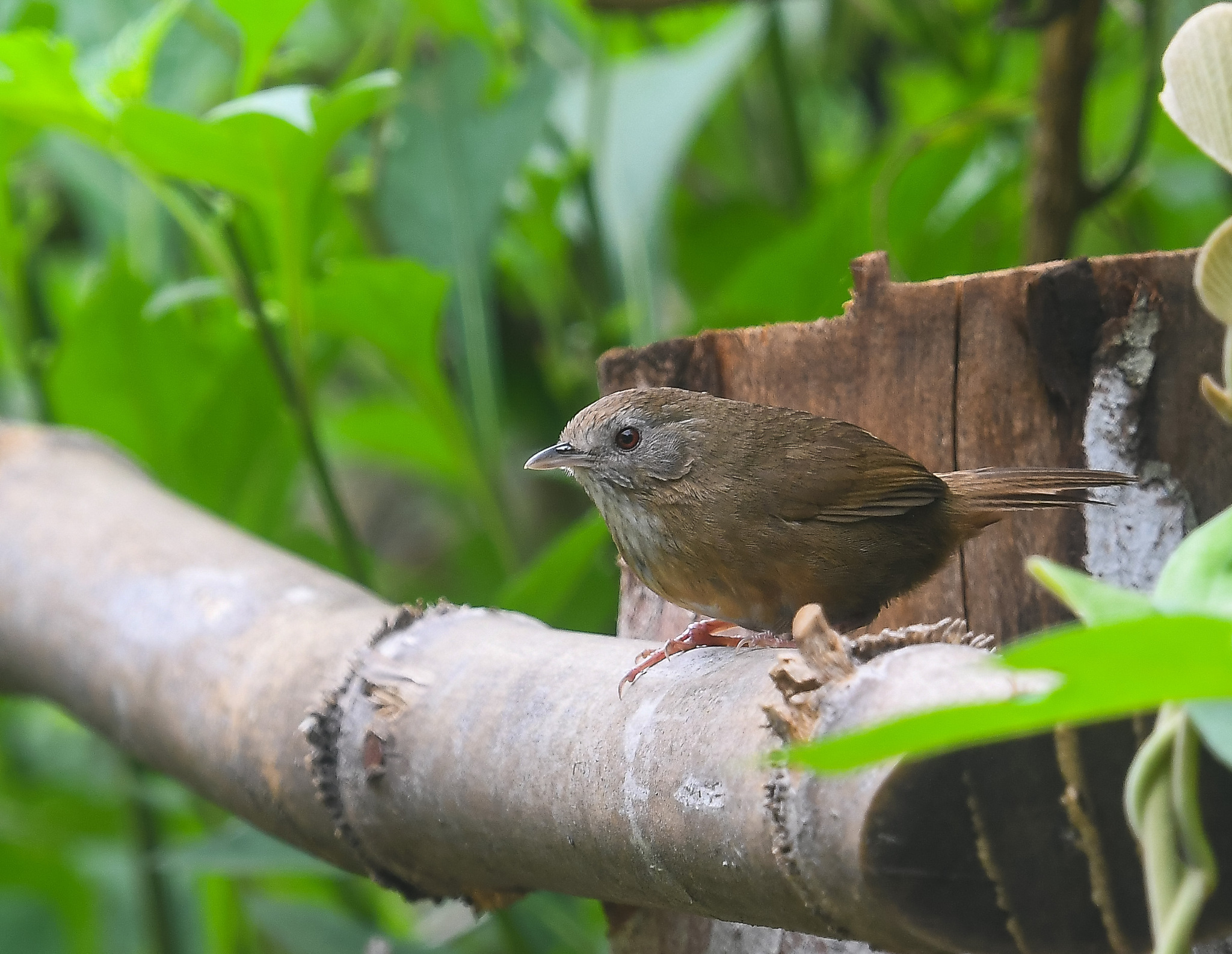 Spot-throated Babbler (Pellorneum albiventre), photo 8