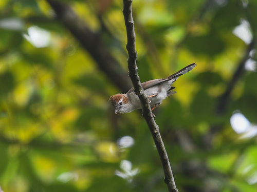 Striated Yuhina (Staphida castaniceps), photo 7